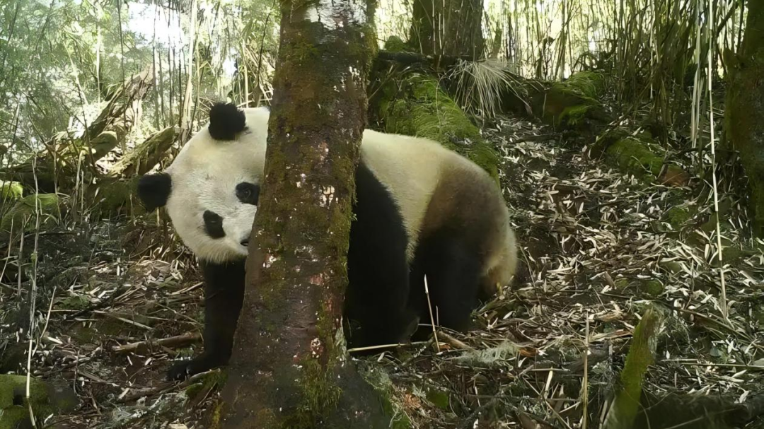 1760080576329170.png 640 (2).png