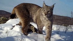 1760080597634777.gif 6.gif